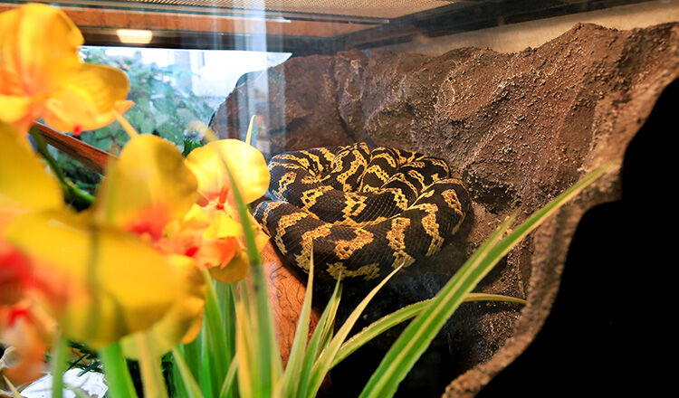 Jungle carpet python snake in good equipped terrarium. Morelia spilota non poisonous species of snake enjoys warmth of his glass terrarium. Exotic tropical cold blooded reptile animal. Pet concept.